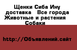 Щенки Сиба Ину доставка - Все города Животные и растения » Собаки   